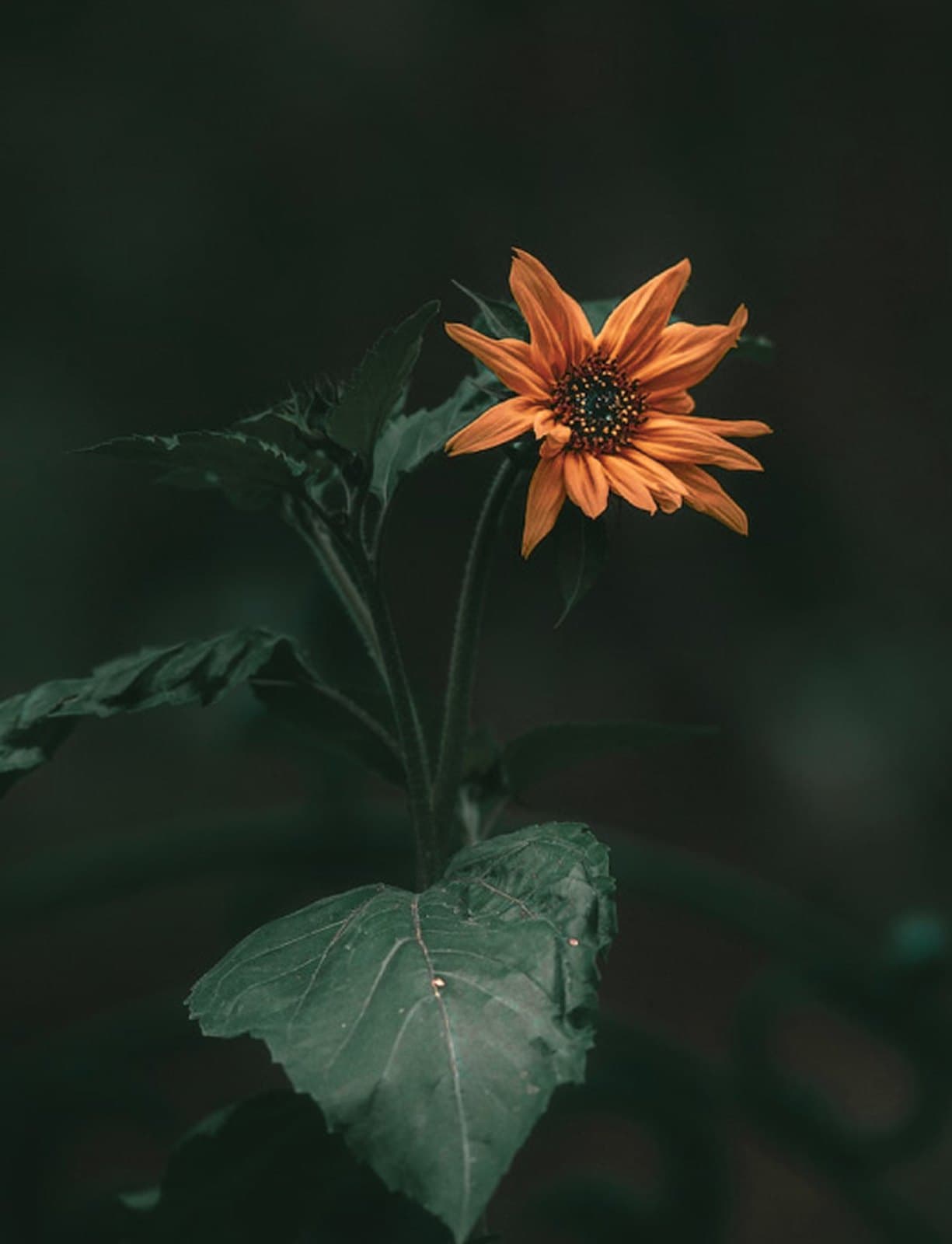 An orange flower sprouting on a dark background