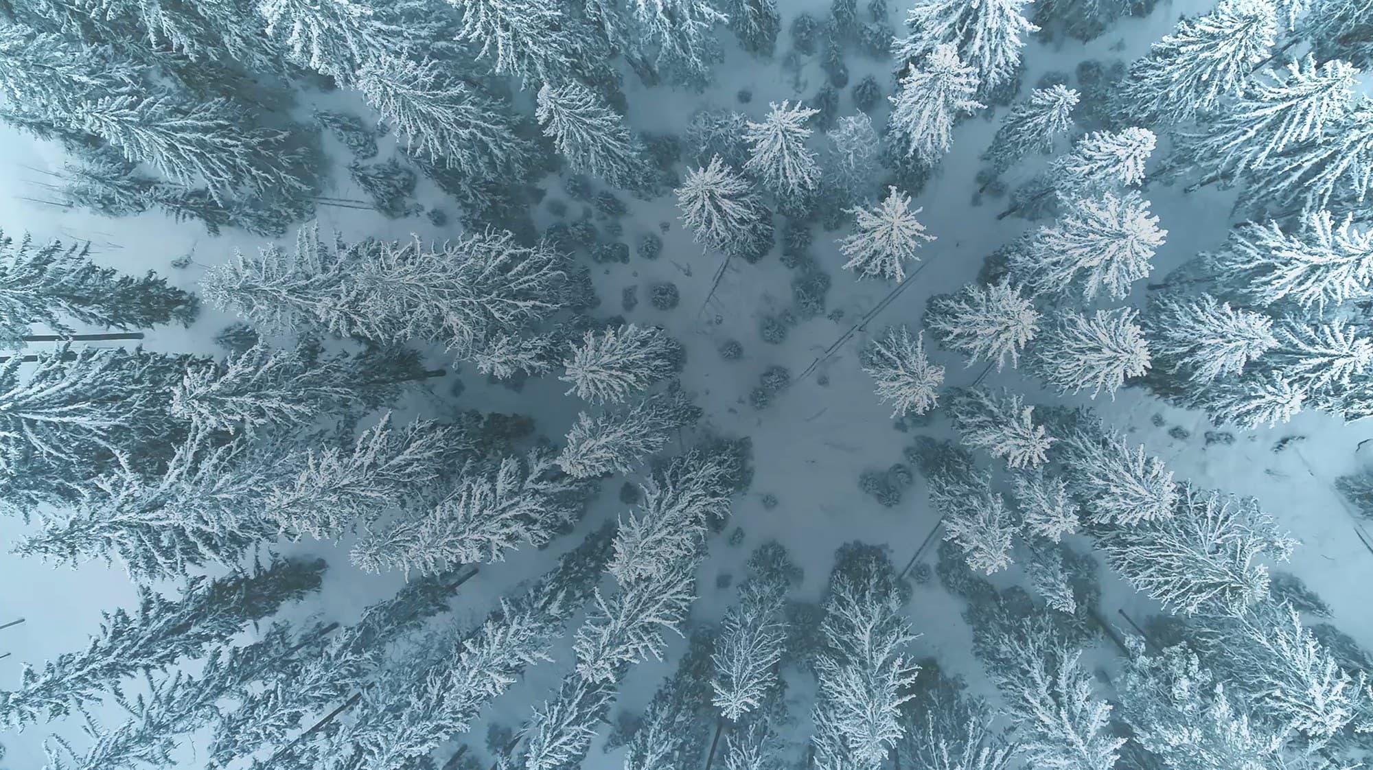 Aerial forest